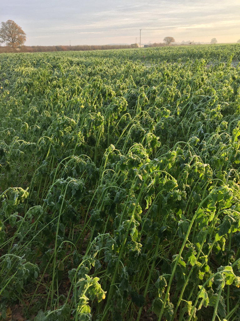 Cover Crop Seeds White Mustard